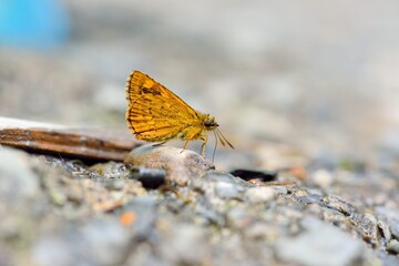 Butterfly from the Taiwan (Ampittia virgata myakei Matsumura)Yellow star butterfly 