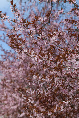 Blossom flowers. Close up view and details with the beautiful color of spring season signs.