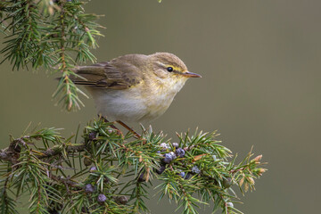 Fitis (Phylloscopus trochilus)