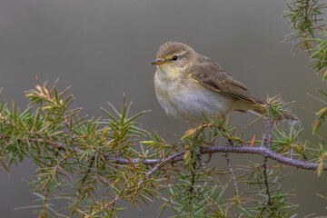 Fitis (Phylloscopus trochilus)