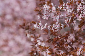 Fototapeta premium Blossom flowers. Close up view and details with the beautiful color of spring season signs.