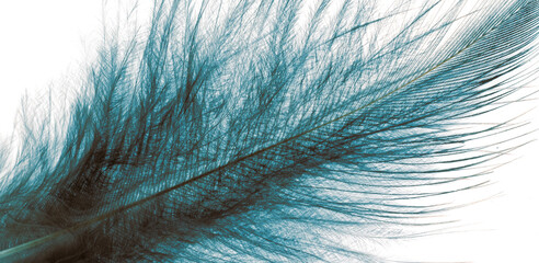 blue pheasant feathers with dark stripes. background