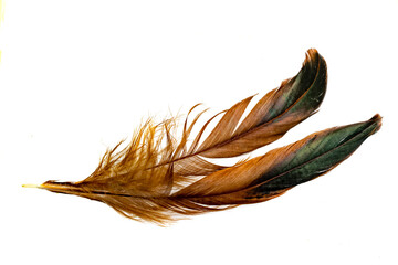black and brown feathers of a rooster on a white isolated background © Krzysztof Bubel