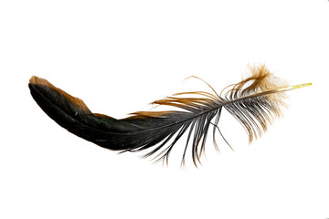 black feathers of a rooster on a white isolated background
