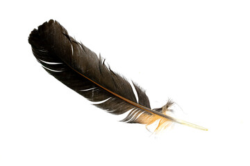 black feathers of a rooster on a white isolated background