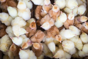 Little yellow chickens top view. A group of diurnal cute beautiful chickens.