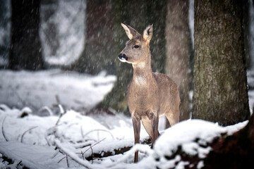 Reh ( Capreolus capreolus ).