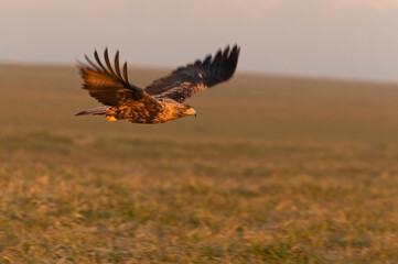 Four year old male Spanish Imperial Eagle with the first light of dawn