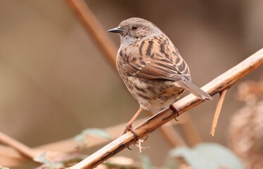 Dunnock sat on some of last years bracken