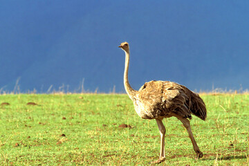 Autruche Struthio Camelus en Tanzanie, le plus grand oiseau