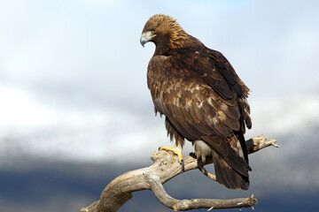 Female Golden Eagle in a high mountain area with the first light of day at his favorite watchtower