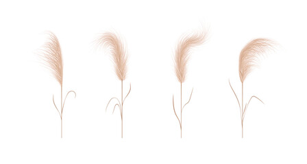 Pampas grass collection. Floral ornament elements in boho style. Vector illustration isolated on white background. Trendy design for wedding invitations, postcards, interior or flower arrangements.