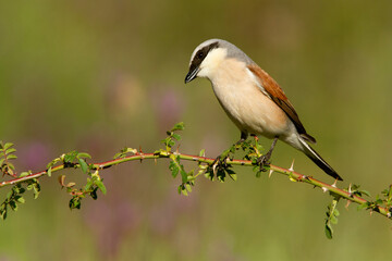 Male Red-backed shrike with the first light of day at his favorite perch in his breeding territory