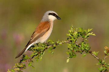 Fototapeta premium Male Red-backed shrike with the first light of day at his favorite perch in his breeding territory