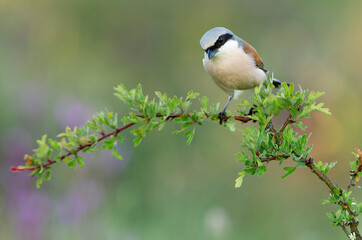 Male Red-backed shrike with the first light of day at his favorite perch in his breeding territory