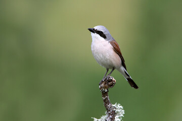 Obraz premium Male Red-backed shrike with the first light of day at his favorite perch in his breeding territory