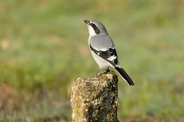 Adult male Southern flock shrike in its breeding territory at first light of day in a Mediterranean bush with thorn scrub