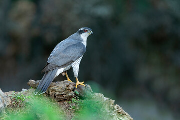 Male Northern goshawk at his favorite perch in the last light of day in a pine and oak forest