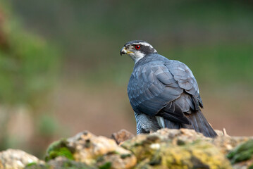 Fototapeta premium Male Northern goshawk at his favorite perch in the last light of day in a pine and oak forest