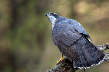 Male Northern goshawk at his favorite perch in the last light of day in a pine and oak forest