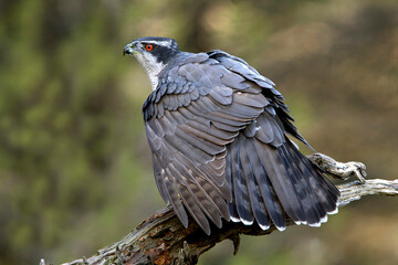 Male Northern goshawk at his favorite perch in the last light of day in a pine and oak forest