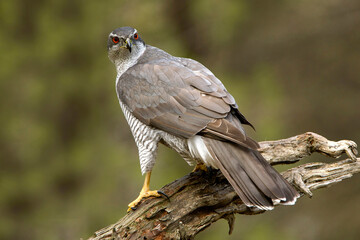 Male Northern goshawk at his favorite perch in the last light of day in a pine and oak forest