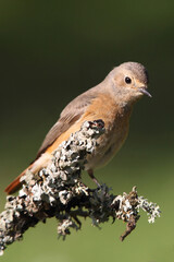 Common redstart female with the first light of day in an oak forest in its breeding territory in spring