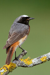 Common redstart male with the first light of day in an oak forest in its breeding territory in spring