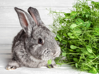 The Easter bunny.