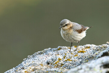 Adult female Northern wheatear on a rock in her breeding territory with the first light of dawn
