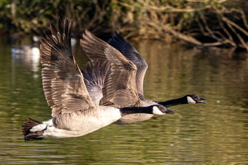 Canada Geese in flight at Staffordshire Wildlife Trust