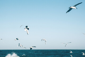 Fototapeta na wymiar Many seagulls hover in the blue bright sky. Skyline background. Beautiful white clouds in the sky. Horizon of the sea