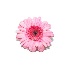Pink gerbera flower on a white background