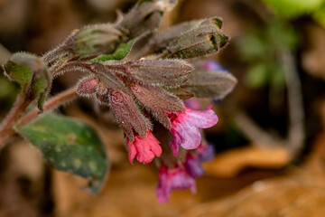 Pulmonaria australis plant growing in forest, close up	