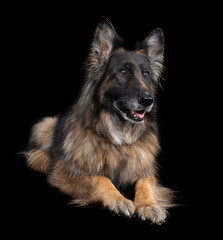 german shepherd in studio