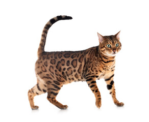 Obraz premium bengal in studio