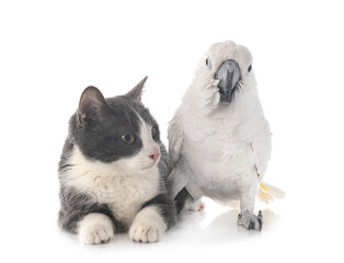 Naklejka premium White cockatoo and cat in studio