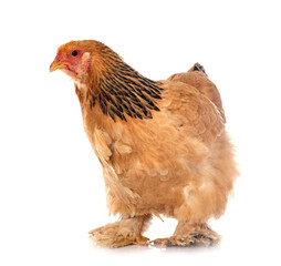 young brahma chicken © cynoclub