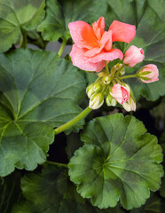 Pink geranium buds with a blurred background
