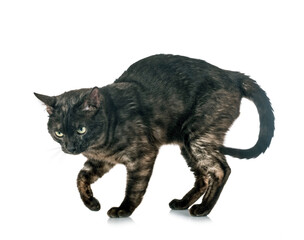 bengal cat in studio