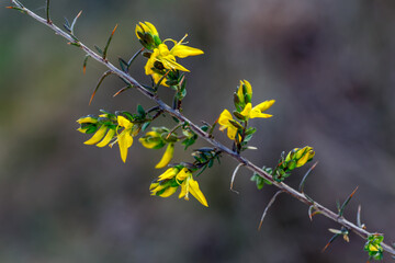 Prickly branch of the genista genus with yellow flowers.
