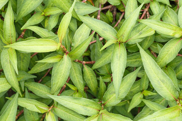 Closeup of green leaf background