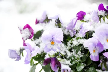 Fotobehang Viooltje Beautiful pansy viola flower in tricolor, white, magenta and violet or purple with white snow cover in early spring season. Plant Balcony for decorate and season changing concept. selective focus  © Pranee PhotoSpace