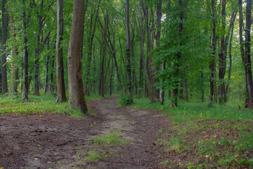 Obraz premium path in the forest