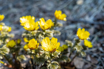 赤怒田福寿草公園 福寿草
