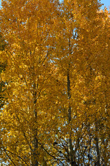 Yellow foliage of aspen trees in autumn forest
