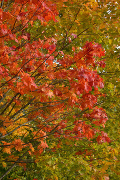 Branches of maple tree with bright red leaves on the background of green foliage in autumn © Happy Dragon