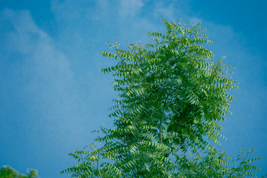 Green  neem tree and blue  sky