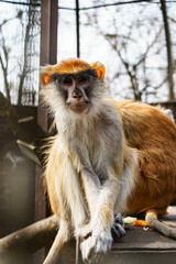 Cute monkeys pose well during training.
