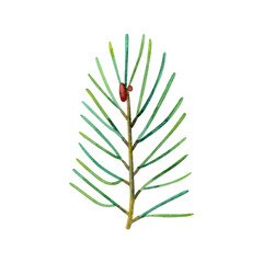 Pine twig. Christmas tree. Green lush spruce branch. Watercolor hand-drawn illustration of a coniferous branch isolated on a white background. For the decoration of winter holidays New Year, Christmas